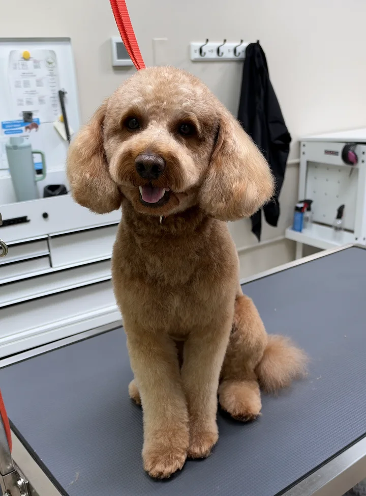 Apricot doodle with a rounded teddy-bear face and fluffy ears on the grooming table