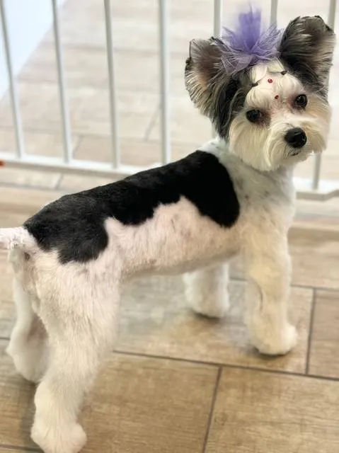 Biewer terrier with a purple bow and a neat body trim
