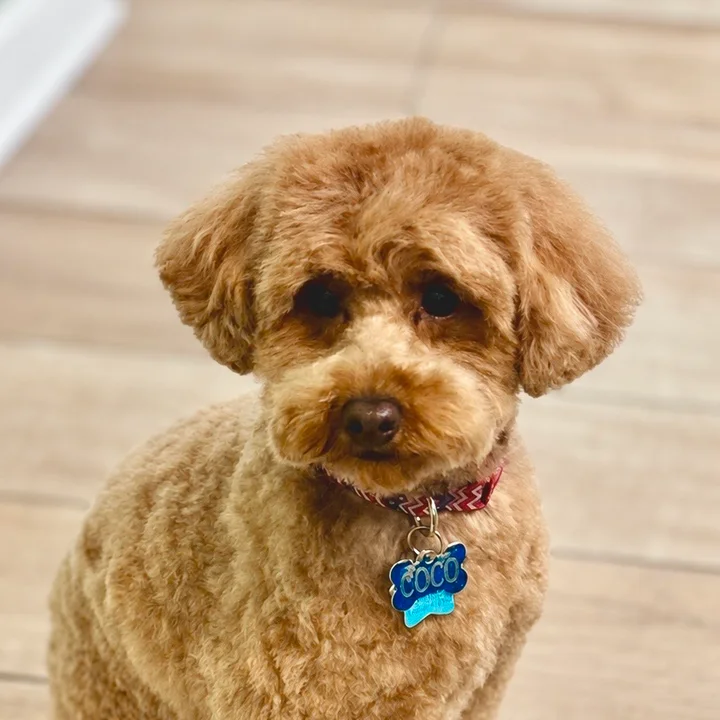 Apricot poodle mix named Coco with a teddy-bear cut