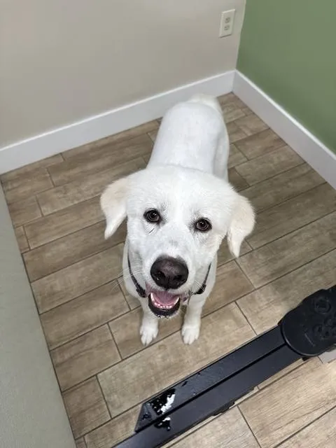 White fluffy puppy smiling up at the camera