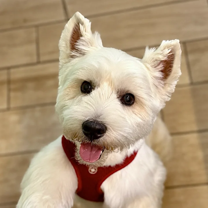 Smiling Westie in a red harness after a fresh groom