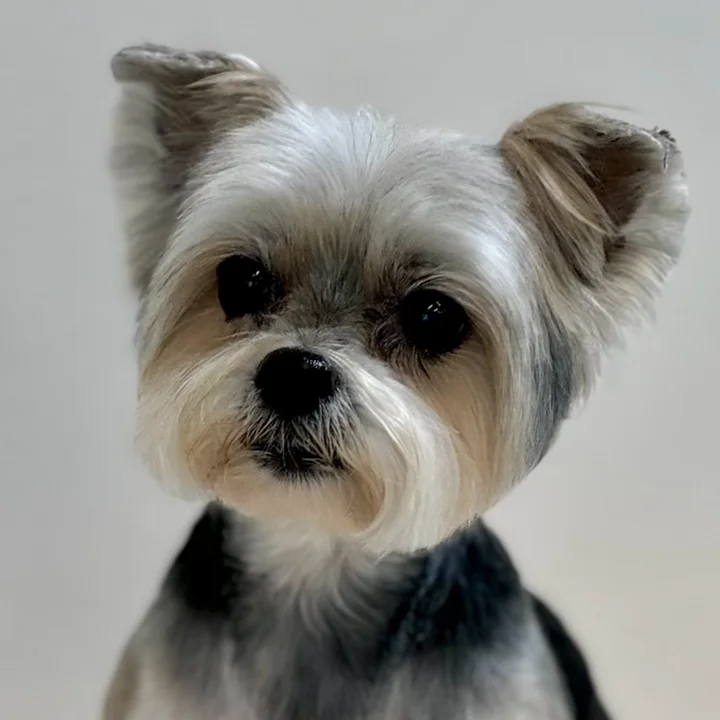 Yorkie with a neat face trim and soft ears